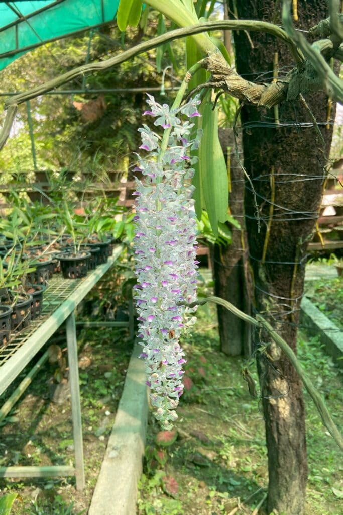 An orchid in bloom