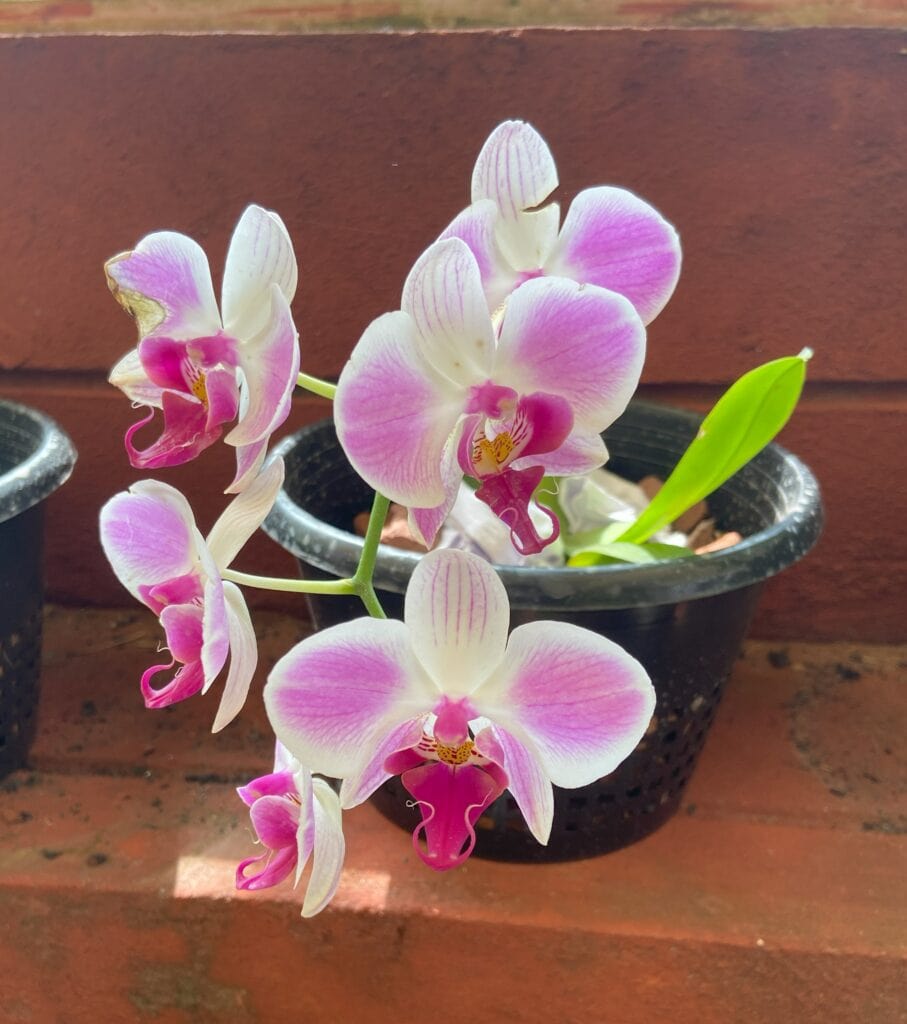 An orchid in bloom
