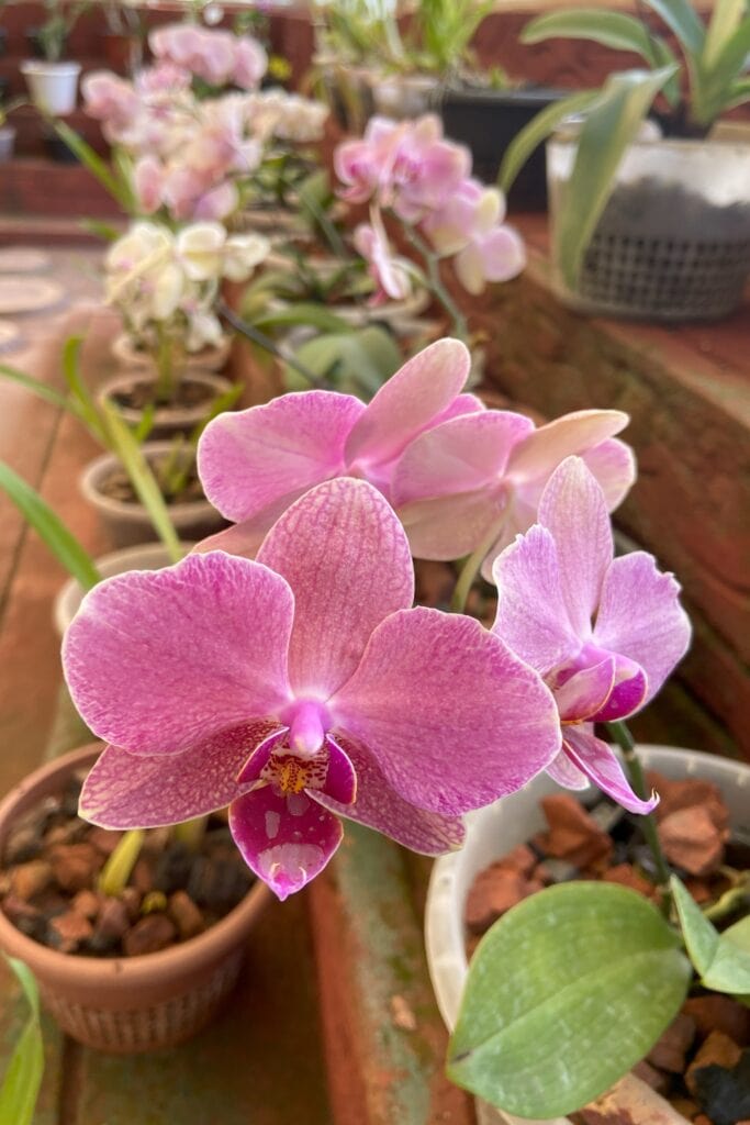 An orchid in bloom