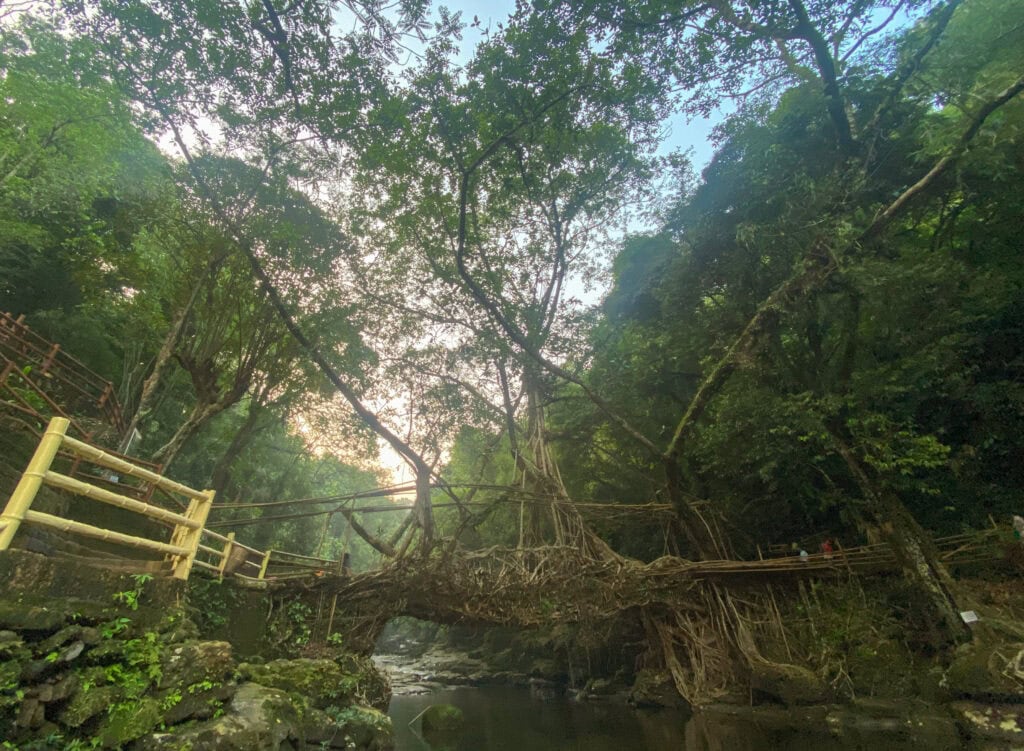 Living root bridge