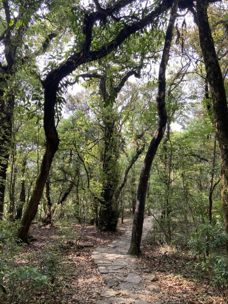 The pathway through dense forest