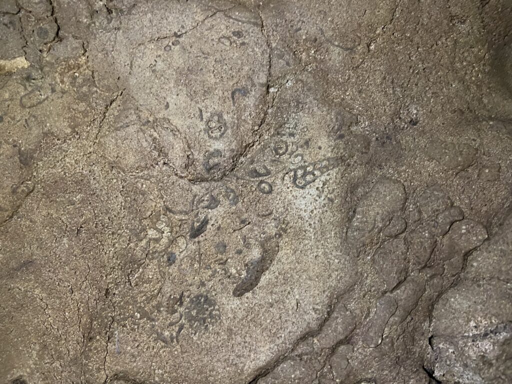 Fossils on the rock - Arwah cave
