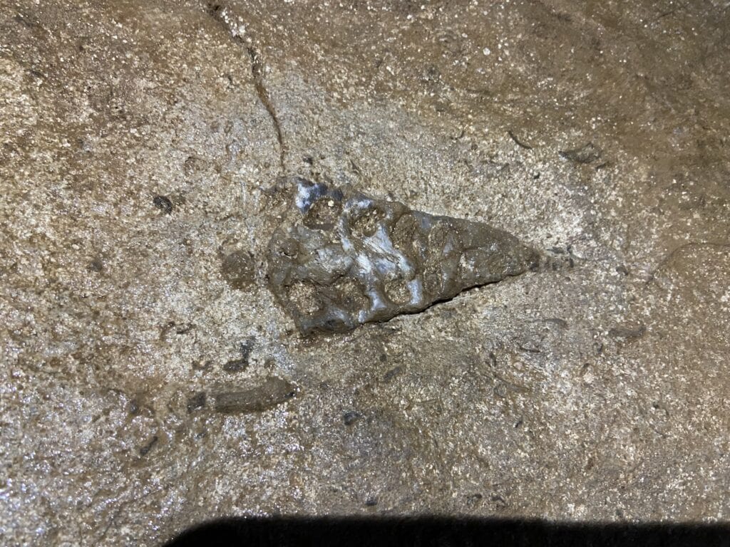 Fossils on the rock - Arwah cave