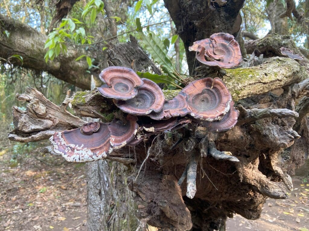 A type of fungus growing on trees