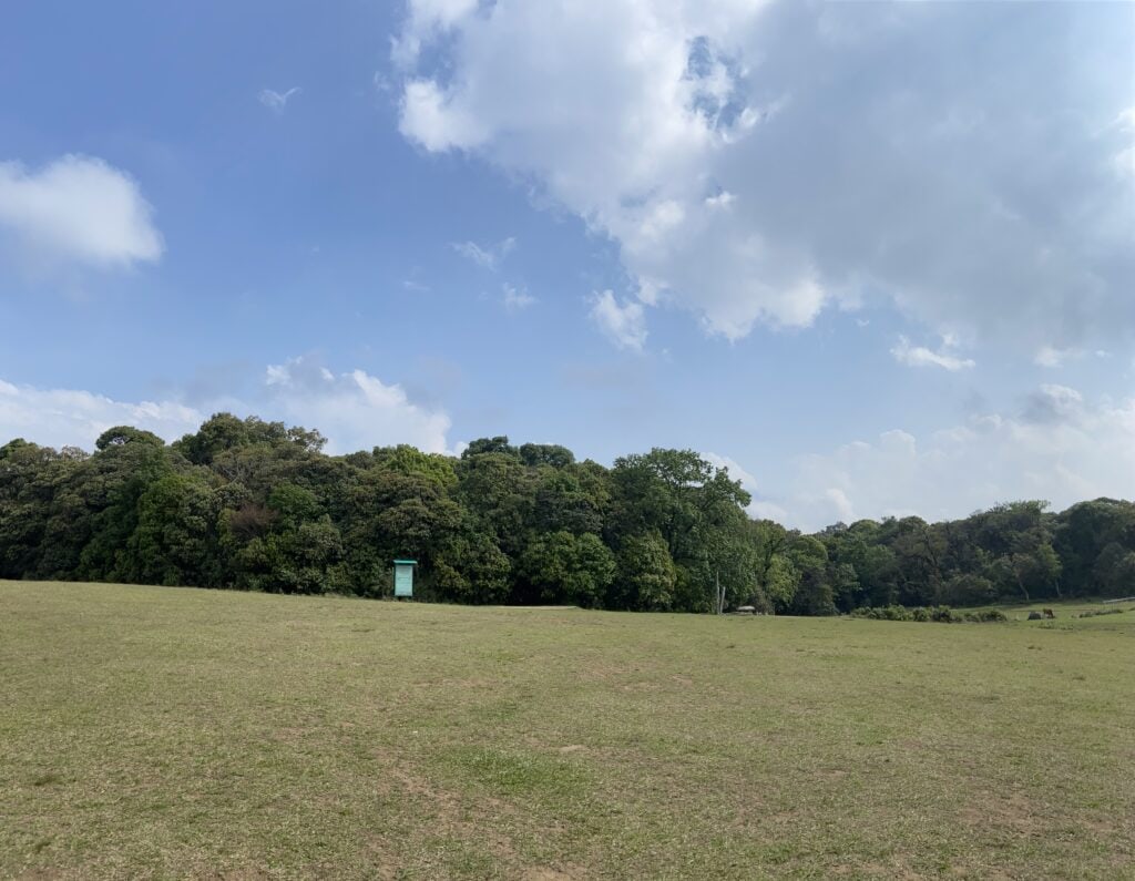 The abrupt beginning of the forest