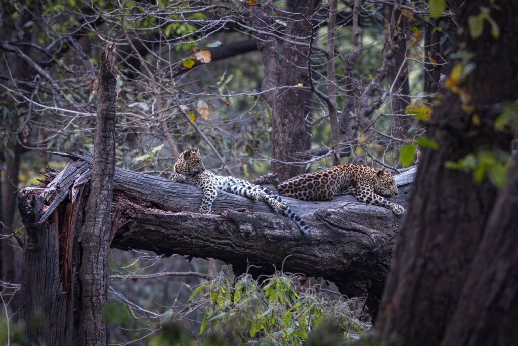 The mother leopard and one of the two cubs