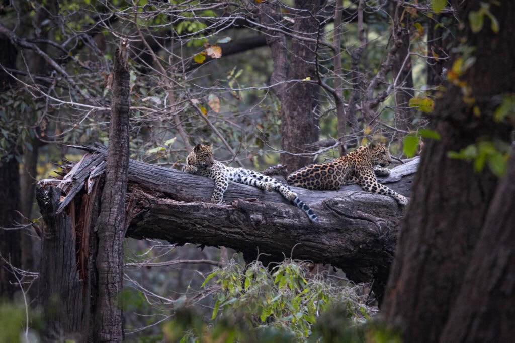 A mother leopard with a cub on a tree