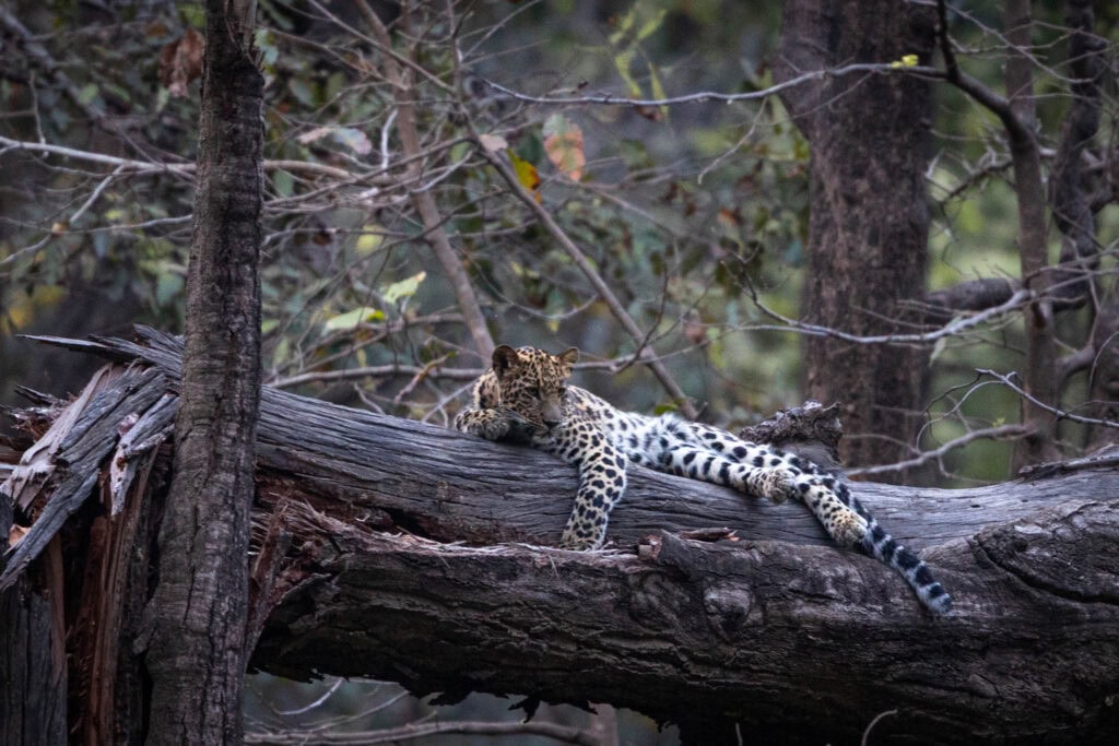 A leopard cub on the tree