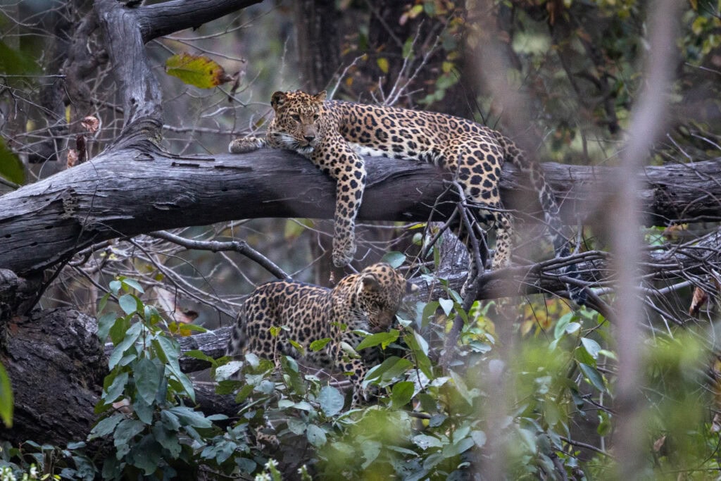 Two leopard cubs on a tree