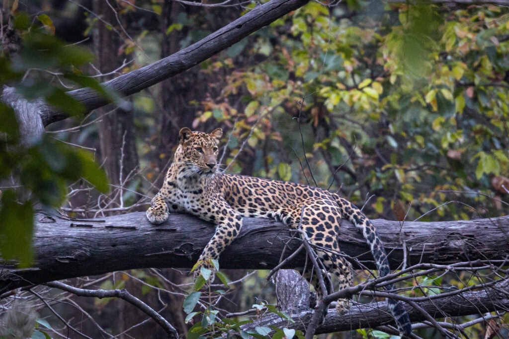 A leopard cub on the tree