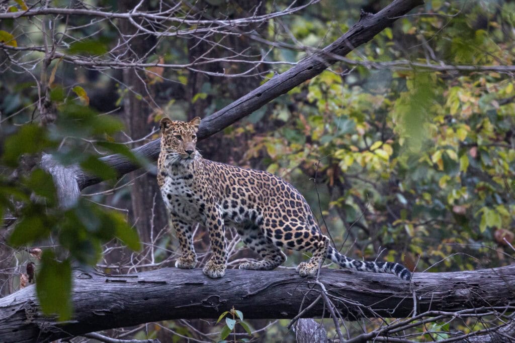 A leopard cub on a tree