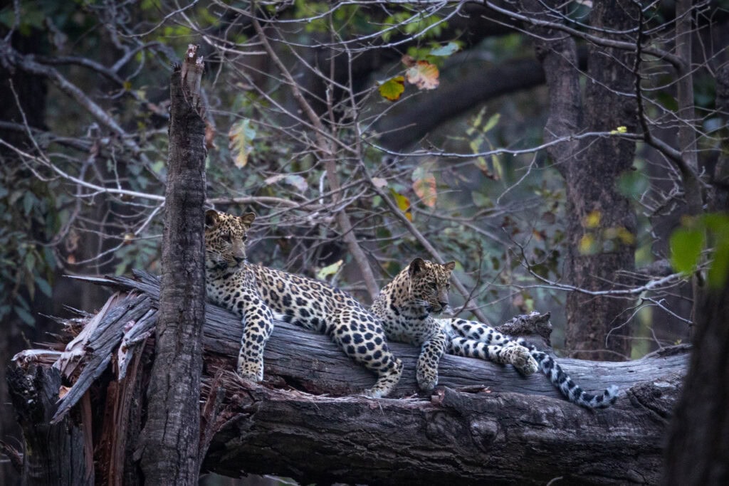 Two leopard cubs on a tree