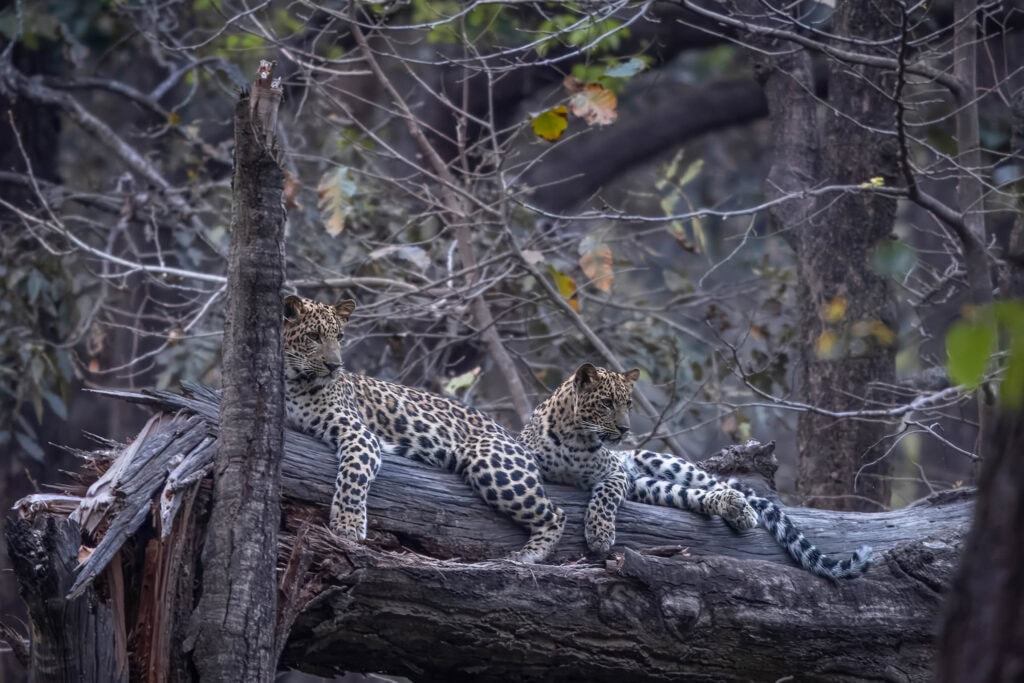 Two leopard cubs on a tree