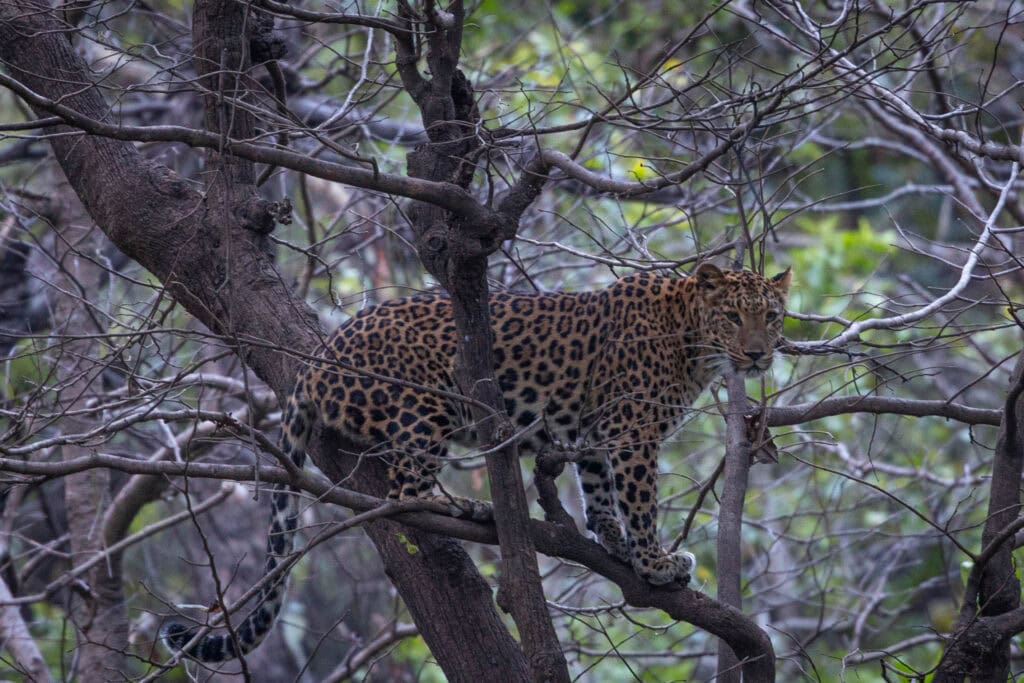 A female adult leopard on a tree