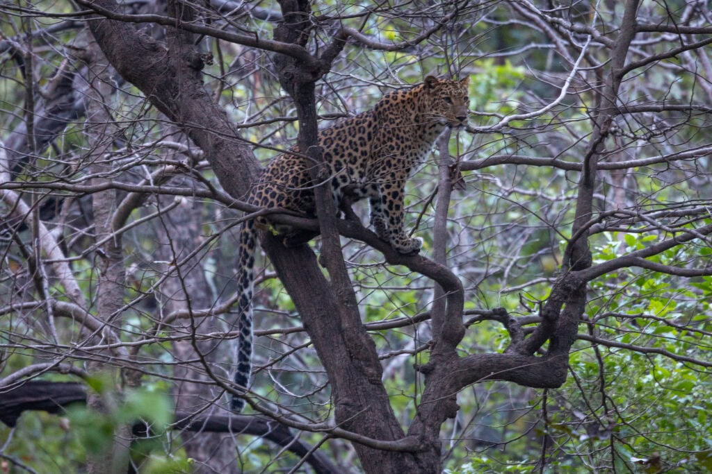 A female leopard on a tree