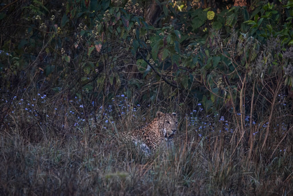 An adult male leopard among blue mink flowers