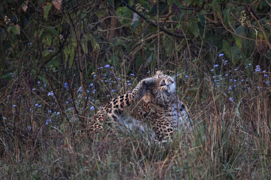 Adult male leopard among blue mink flowers