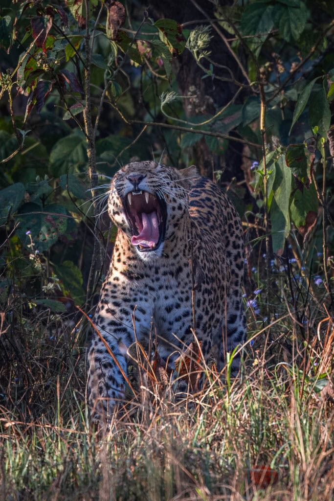 adult male leopard yawning and stretching