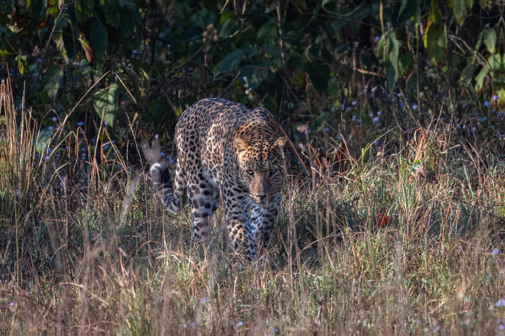 an adult male leopard by the road in rajaji park