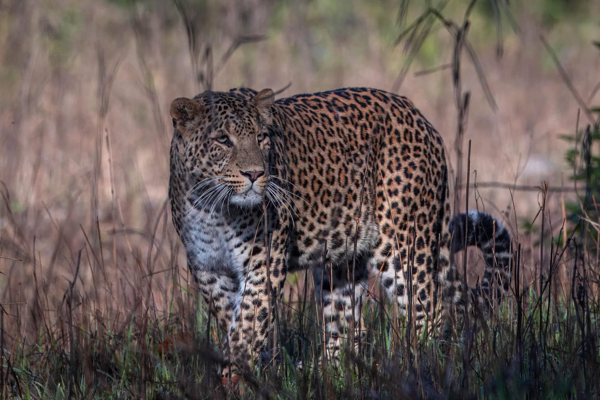 The adult male leopard very close
