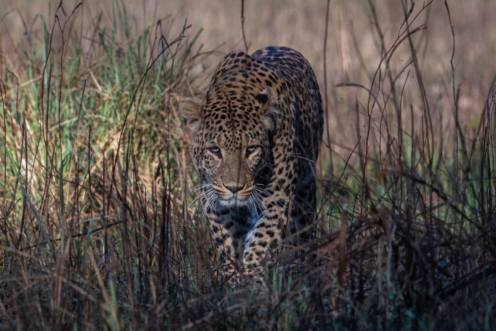 A head-on picture of the adult male leopard