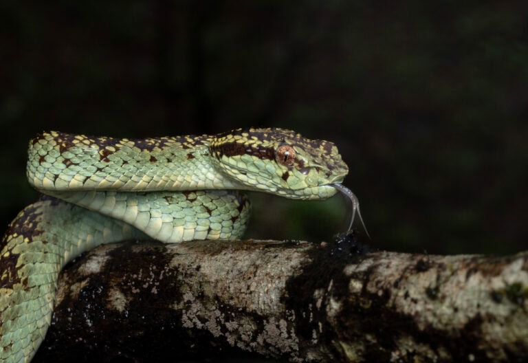 A Herping and Macrophotography Trip to Agumbe