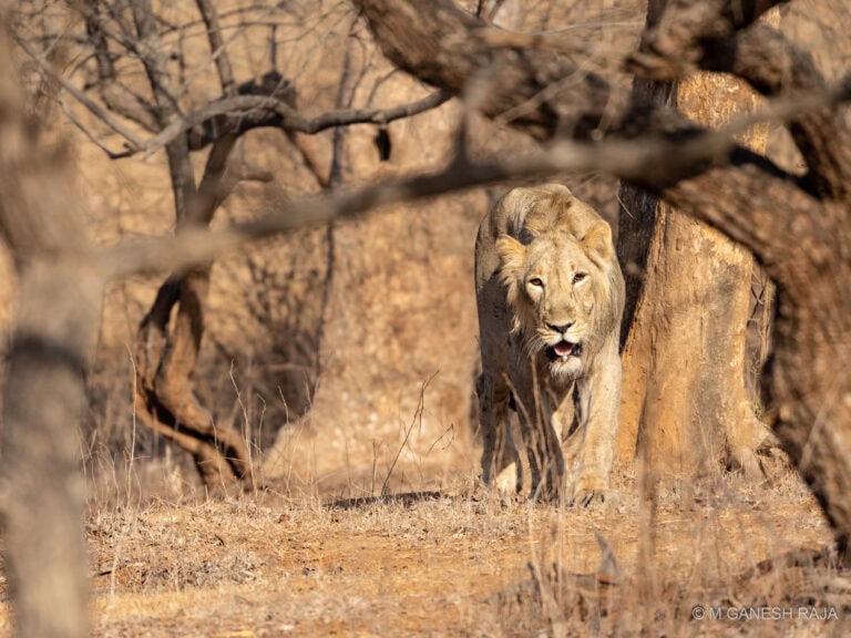 An Appointment with the Jungle King – A Photography Tour to Gir National Park